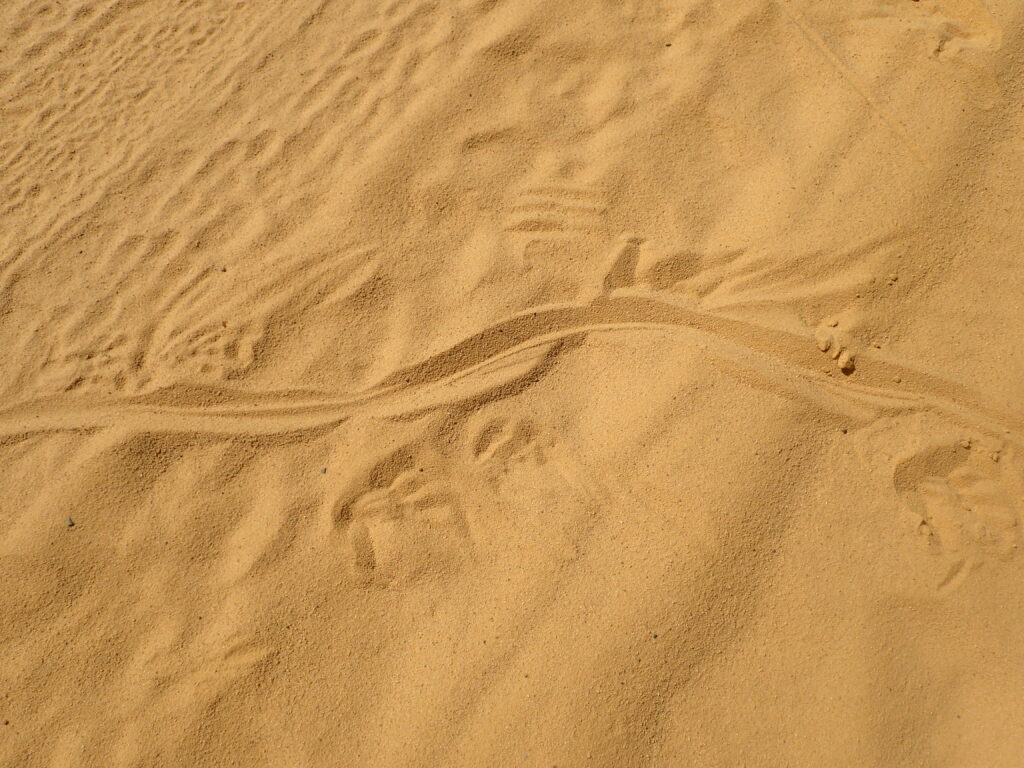 Desert sands and monster tracks (Goanna tracks in Western Australia)