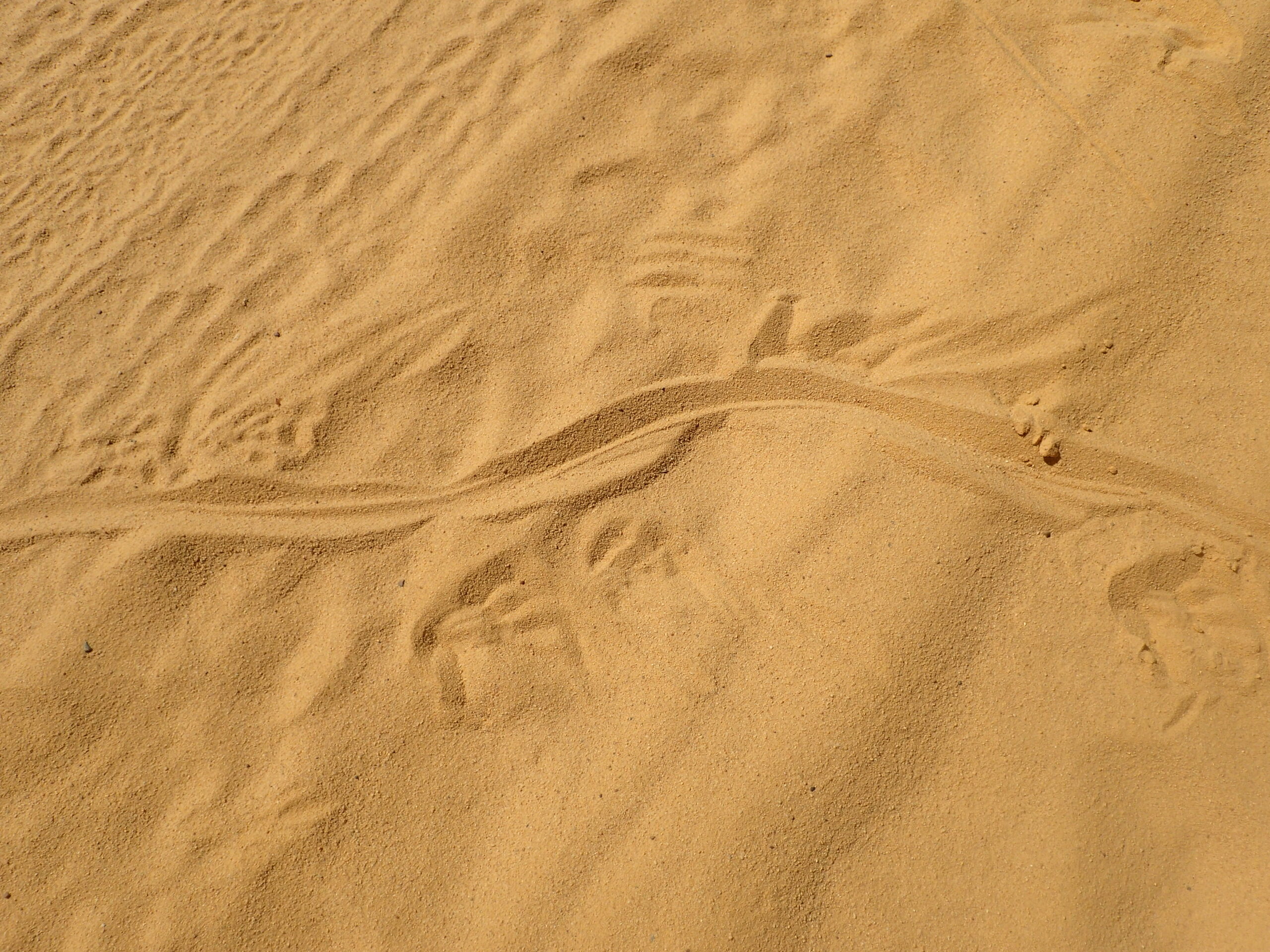 Desert sands and monster tracks (Goanna tracks in Western Australia)