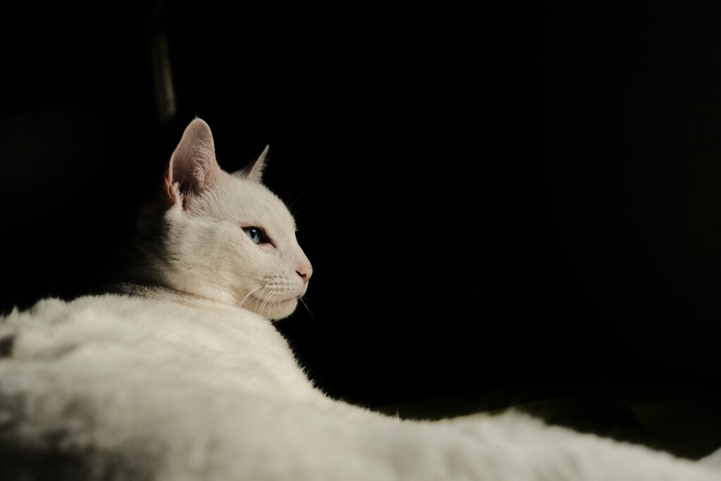 A white cat that looks like Mogget - an unusual example of the mentor fantasy trope found in Garth Nix's Old Kingdom series. 